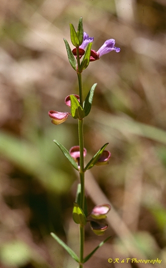 {Scutellaria leonardii}